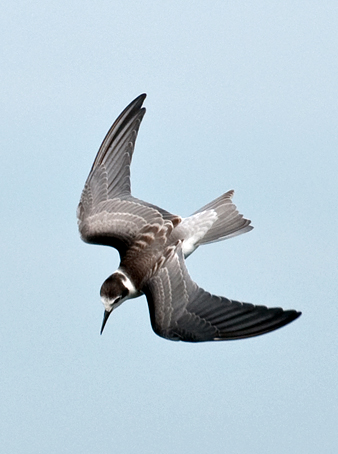 Black Tern by Steve Youn